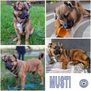 MUSTI (♂) in 78333 Stockach