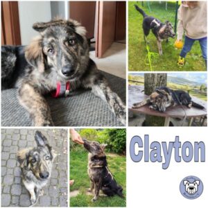 Clayton (♂) in 63773 Goldbach - vermittelt