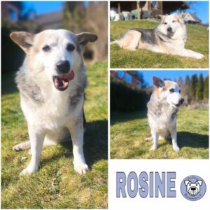 ROSINE (♀) in 58256 Ennepetal