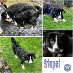 Stupsi (♀) in 92637 Weiden - vermittelt