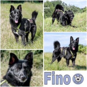 Fino (♂) in 73240 Wendlingen