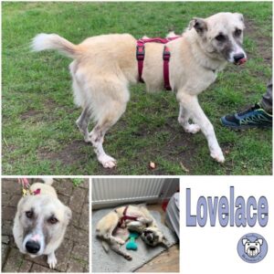 Lovelace (♀) in 66265 Heusweiler - vermittelt