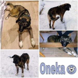 Oneka (♀) in 94572 Schöfweg - vermittelt