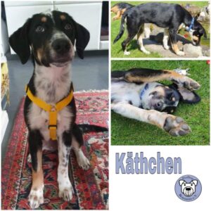 Käthchen (♀) in 27374 Visselhövede - vermittelt