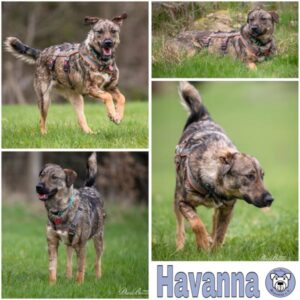 Havanna (♀) in 53937 Schleiden - vermittelt
