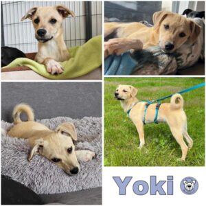 Yoki (♀) in 66773 Schwalbach/Saar - vermittelt