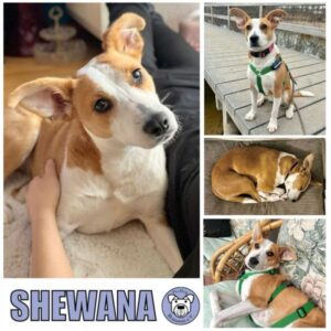 SHEWANA (♀) in 18239 Groß Bölkow - reserviert