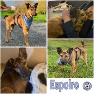 Espoire (♂) in 68766 Hockenheim - vermittelt