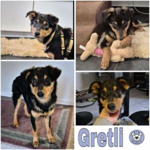 Gretli (♀) in 67663 Kaiserslautern - vermittelt
