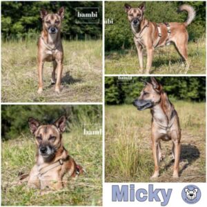 Micky (♂) in 73240 Wendlingen - vermittelt