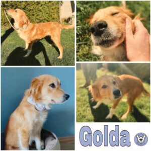 Golda (♀) in 72144 Dußlingen - vermittelt