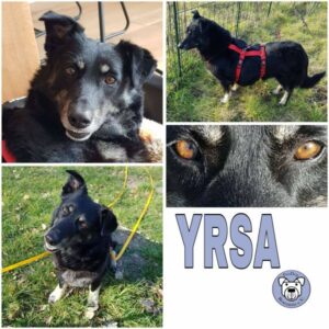 YRSA (♀) in 23715 Bosau