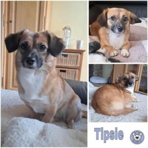 TIPSIE (♀) in 53881 Euskirchen - vermittelt