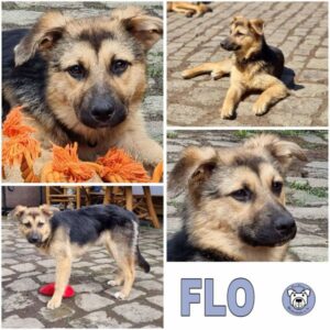 FLO (♀) in 74214 Schöntal