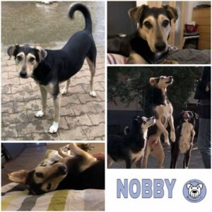 NOBBY (♂) in 75177 Pforzheim