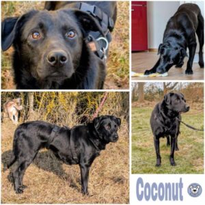 Coconut (♀) in 78713 Schramberg - vermittelt