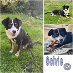 Solvie (♀) in 46539 Dinslaken - vermittelt