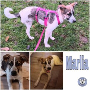 Marlia (♀) in 18569 Neuenkirchen - vermittelt