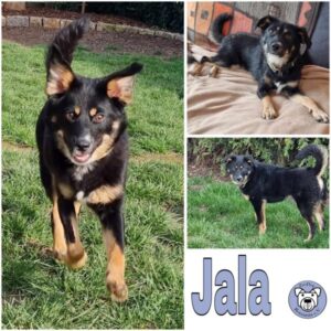 Jala (♀) in 74357 Bönnigheim - vermittelt