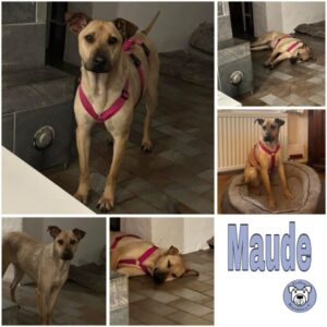 Maude (♀) in 99636 Ostramondra