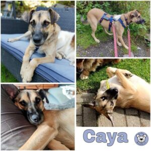 Caya (♀) 58256 Ennepetal - vermittelt