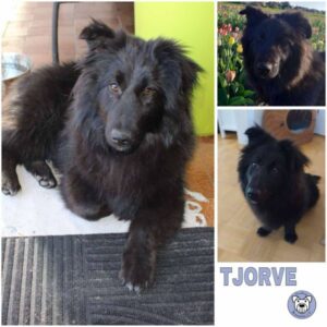 TJORVE (♂) in 46539 Dinslaken