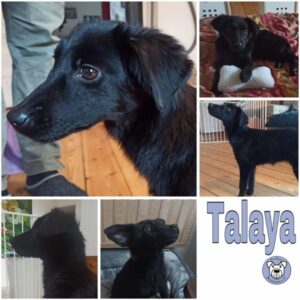 TALAYA (♀) in 53902 Bad Münstereifel - vermittelt