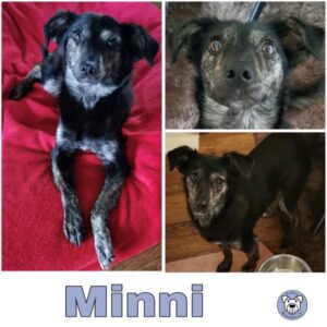 Minni (♀) in 35619 Braunfels - vermittelt