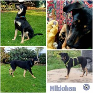 Hildchen (♀) 27374 Visselhövede - vermittelt