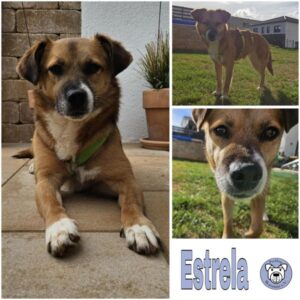 ESTRELA (♀) in 66773 Schwalbach - vermittelt