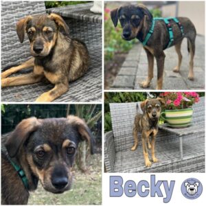 Becky (♀) in 39418 Stassfurt - vermittelt