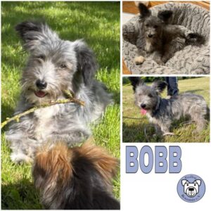 BOBB (♂) in 54518 Rivenich - reserviert