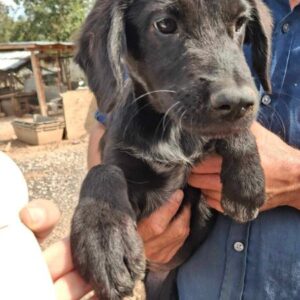 TIPTOE (♂) - ausgereist zur Schäferhundrettung e.V.