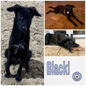 Blacki in 53115 Bonn - vermittelt