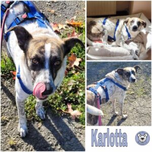 KARLOTTA (♀) in 56754 Forst