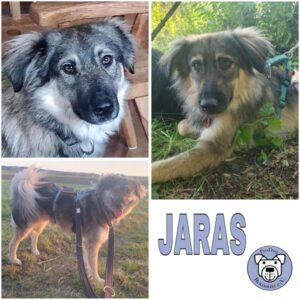 JARAS (♂) in 82223 Eichenau