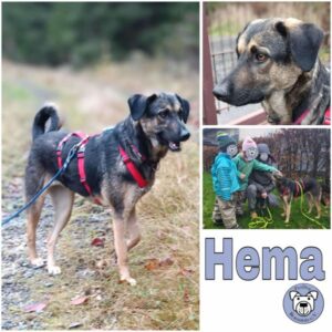 Hema (♀) in 95615 Marktredwitz - vermittelt