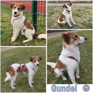 Gundel (♀) in 39418 Stassfurt - vermittelt