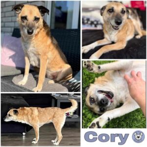 Cory (♀) in 33824 Werther - vermittelt