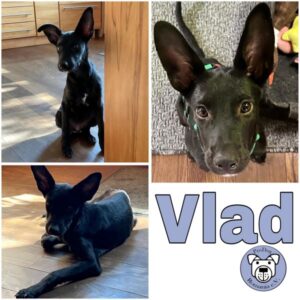 Vlad (♂) in 92637 Weiden - vermittelt