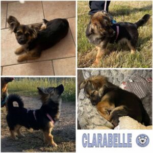 CLARABELLE (♀) in 54518 Rivenich - reserviert