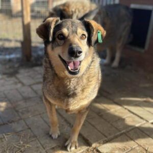 NORFI - rechter Vorderlauf beeinträchtigt - seit mind. 2018 im Shelter - ausgereist zum TH Iserlohn