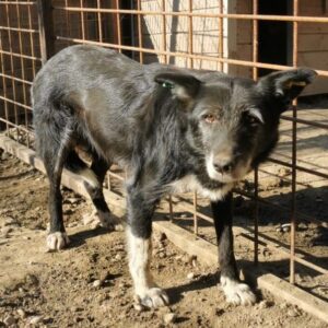 HEDDA (♀) - reserviert TST (AL 11.05.)