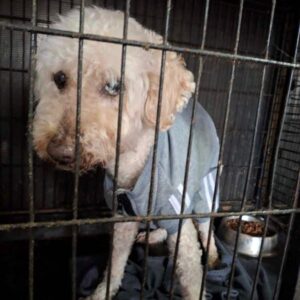 RAMSES (♂) - ausgereist zu Vierbeiner in Not (AL)