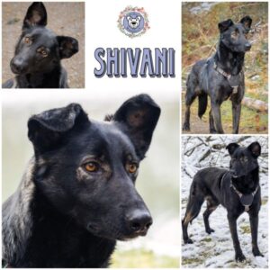 SHIVANI (♀) in 65321 Heidenrod - vermittelt