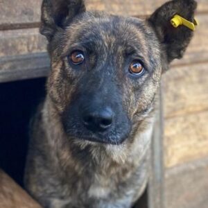 PERNILLA (♀) - ausgereist zum TH Burgdorf (AL)