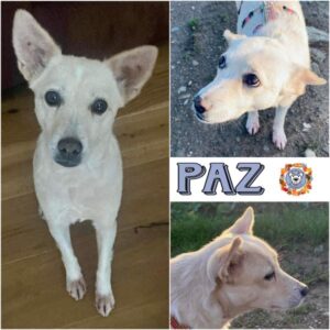 Paz in in 54531 Pantenburg - vermittelt