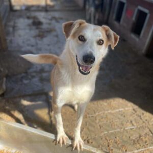 PEGGO - vermisst 11/24