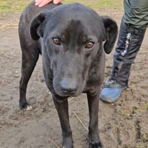 PJERO (♂) - reserviert Hundescheune Fläming (AL 16.05.)