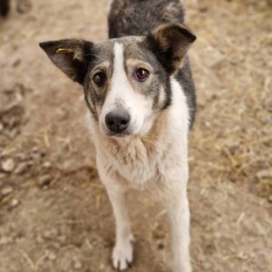 PIETRA - vermisst 11/24